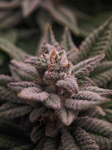Growreport Bild 24