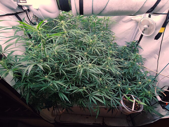 Growreport Bild 3