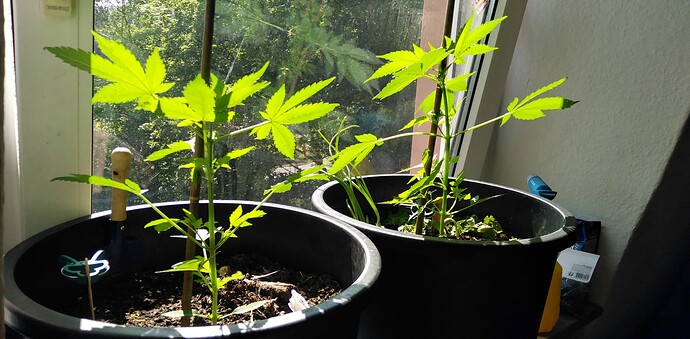 Growreport Bild 2