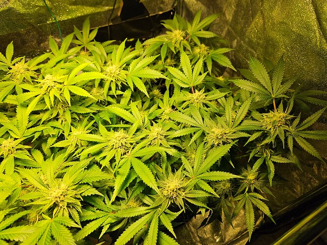 Growreport Bild 20