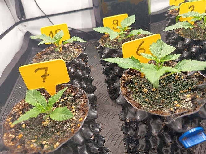 Growreport Bild 7