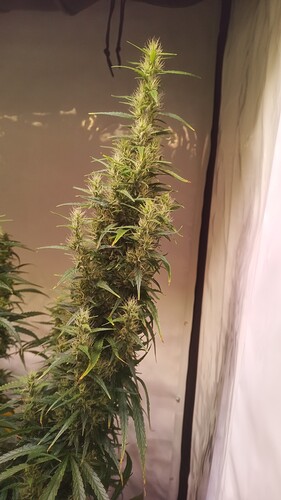 Growreport Bild 8