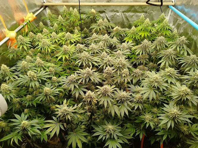 Growreport Bild 9