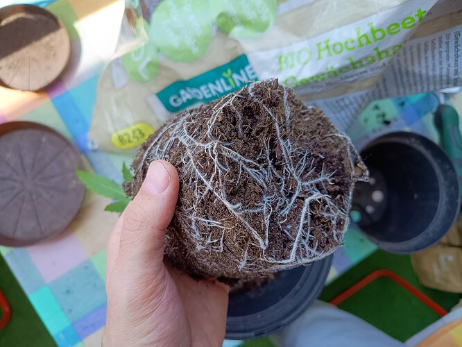 Growreport Bild 4