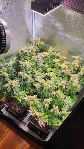 Growreport Bild 34