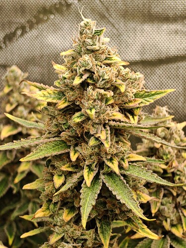 Growreport Bild 2