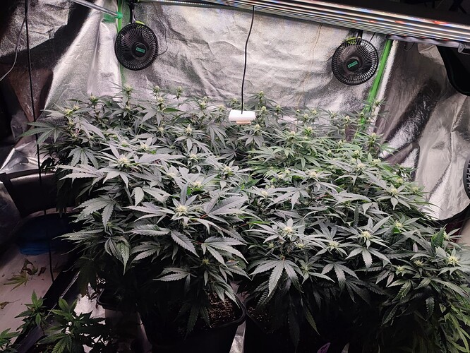 Growreport Bild 32