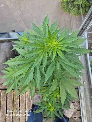 Hawaiian Snow Auto (Ganja Farmer) (Aufsicht)