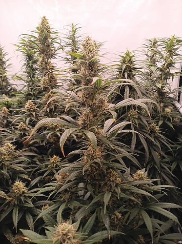 Growreport Bild 32