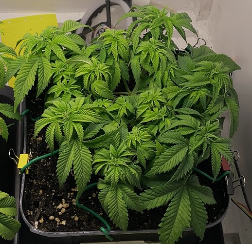 Growreport Bild 11