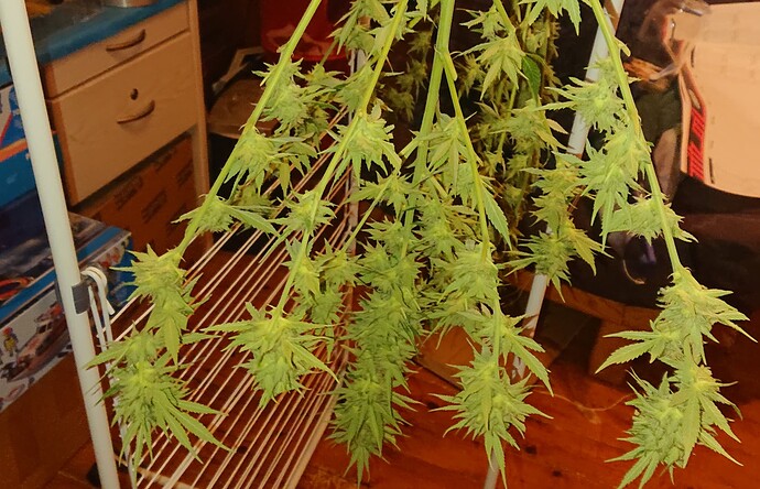 Growreport Bild 48