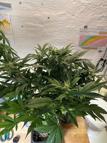 Growreport Bild 52