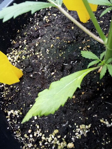 IMG_2025-04-01-20-35-44-794