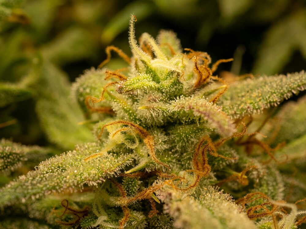 2. Grow im Niedrig-Zelt: 3 versch. Trainings mit Purple Haze, Blueberry & GC /// Blütezeit & Ernte!