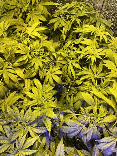Growreport Bild 3