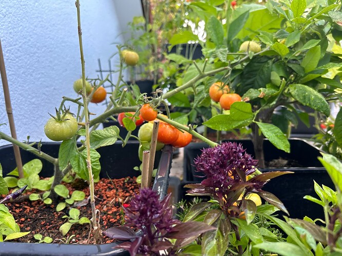 Growreport Bild 26