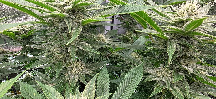 Growreport Bild 5
