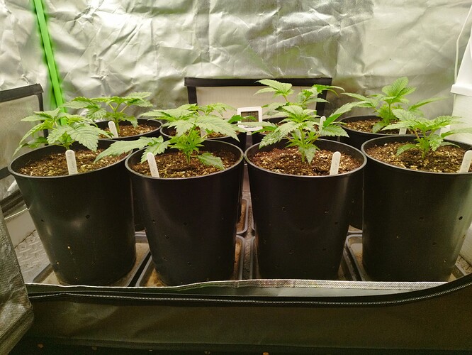 Growreport Bild 2