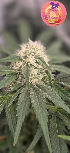 Growreport Bild 45