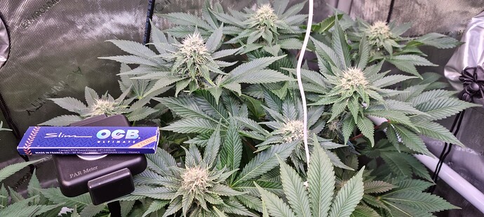 Growreport Bild 20