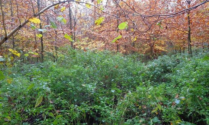 shrubbery