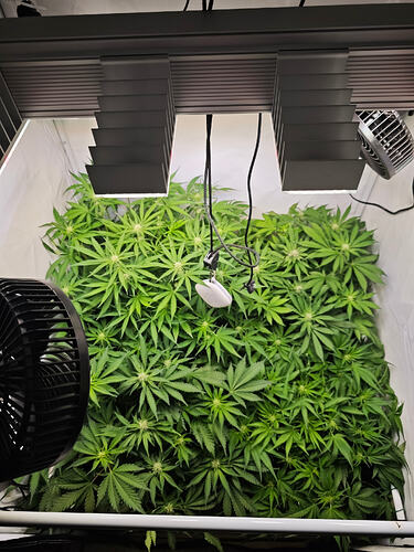 Growreport Bild 35