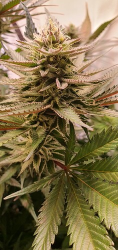 Growreport Bild 1