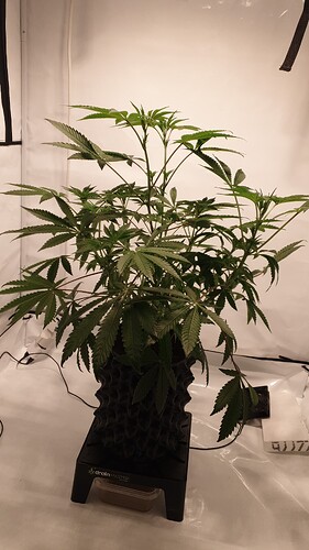 Growreport Bild 3