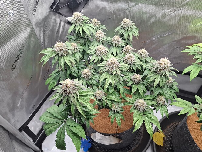 Growreport Bild 2
