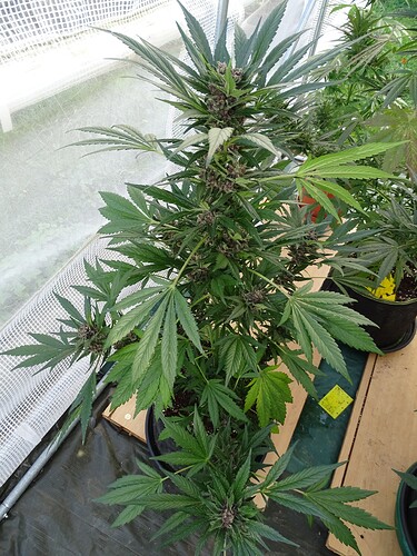 Growreport Bild 19