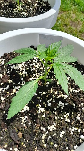 Growreport Bild 33