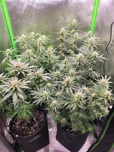 Growreport Bild 3