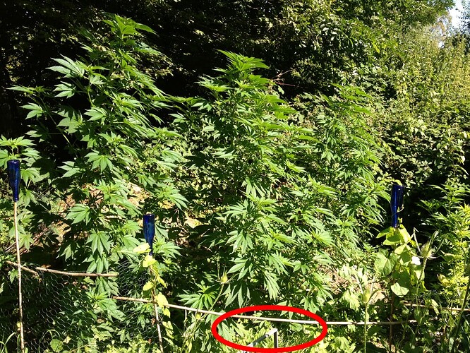 2020-07-31_Grow20200731_1