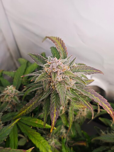 MVIMG_20251121_194958