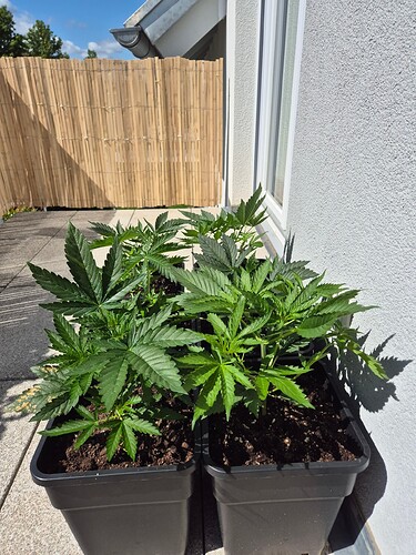 17166281120291867470607142552424