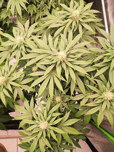 Growreport Bild 4