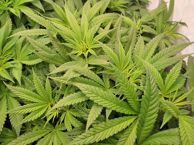 Growreport Bild 5