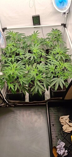 Growreport Bild 36
