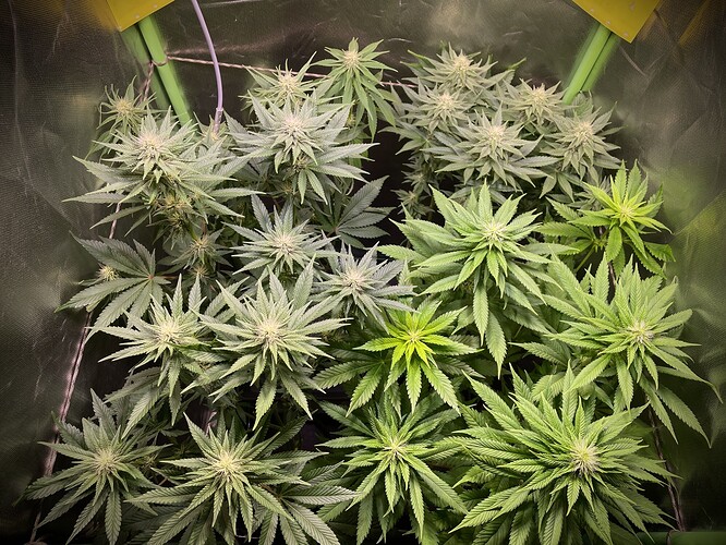 Growreport Bild 17