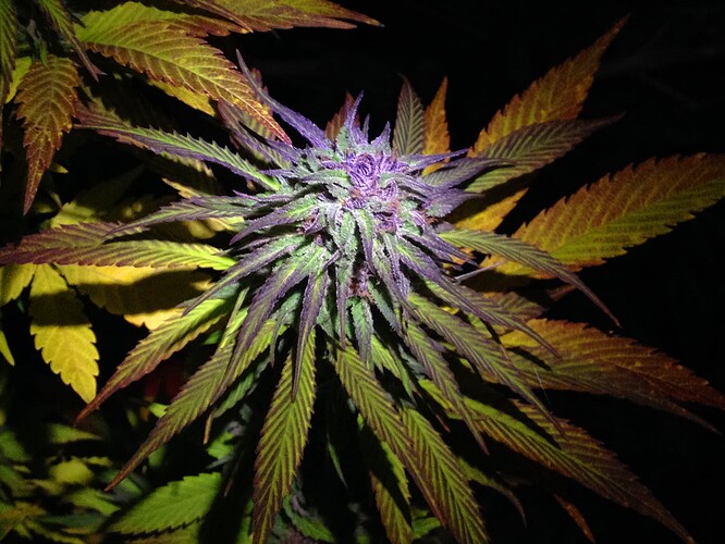 Growreport Bild 5