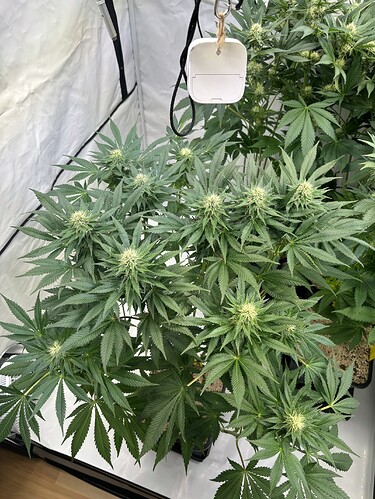Growreport Bild 7