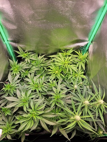 Growreport Bild 5