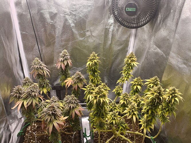 Growreport Bild 10