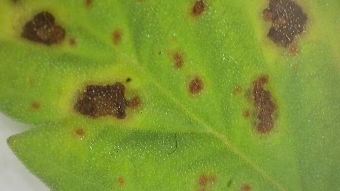 Kl.2.BT14.Micro.Besch.Blatt.1