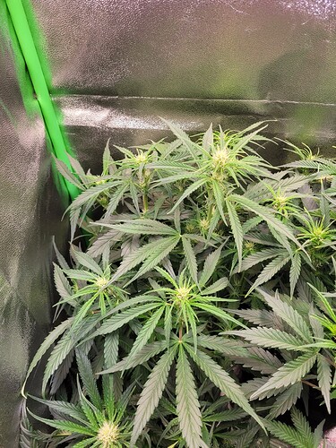 Growreport Bild 5