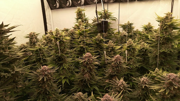 Growreport Bild 2