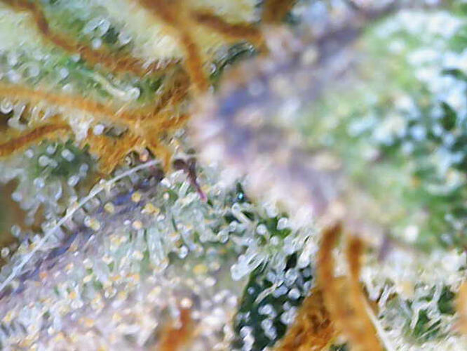 Makroaufnahme von Cannabis-Trichomen, die auf eine bevorstehende Ernte hindeuten, mit milchigen und einigen bernsteinfarbenen Trichomen.