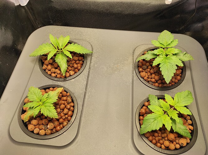 IMG_20241210_142819_1