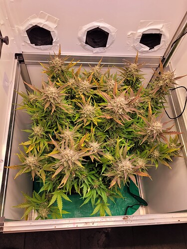 Growreport Bild 5