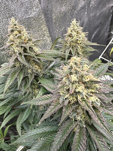 Growreport Bild 36